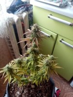 image-2021-04-17 07_52_28.jpg