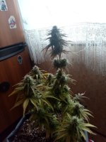 image-2021-04-17 07_52_31.jpg