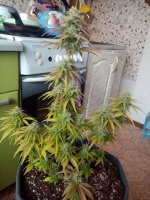 image-2021-04-17 07_52_34.jpg