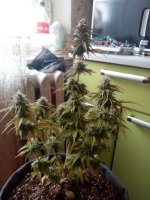 image-2021-04-17 07_52_37.jpg