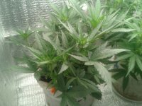 2021-04-17 13.29.18.jpg