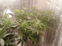 2021-04-17 13.31.02.jpg