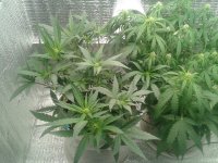 2021-04-18 14.46.21.jpg