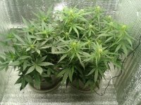 2021-04-19 18.19.20.jpg