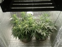 2021-04-20 16.24.22.jpg