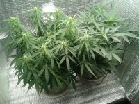 2021-04-20 16.24.34.jpg