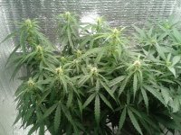 2021-04-20 16.25.16.jpg