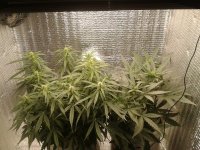 2021-04-20 21.10.16.jpg