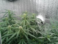 2021-04-20 21.09.35.jpg