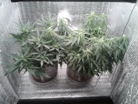 2021-04-22 15.44.14.jpg