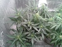 2021-04-22 15.44.31.jpg