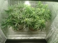 2021-04-22 19.47.51.jpg