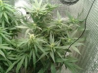 2021-04-24 16.22.28.jpg