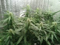 2021-04-24 03.53.36.jpg