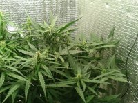 2021-04-24 03.53.46.jpg