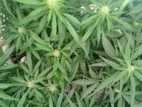 2021-04-24 03.54.06.jpg