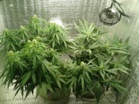 2021-04-24 05.37.17.jpg