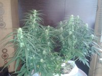 2021-04-24 15.45.28.jpg