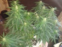 2021-04-24 15.45.53.jpg