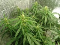 2021-04-24 16.23.53.jpg