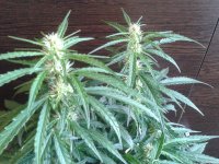 2021-04-25 15.37.47.jpg