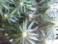 2021-04-25 15.38.11.jpg