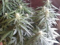 2021-04-25 15.38.25.jpg