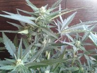 2021-04-25 16.19.43.jpg