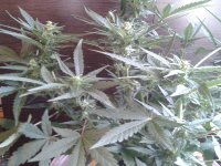 2021-04-25 16.20.00.jpg