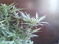 2021-04-25 16.20.16.jpg