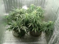 2021-04-25 16.23.58.jpg