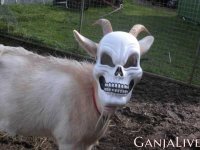 funny-animals-6-11.jpg