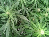 2021-04-27 17.43.44.jpg