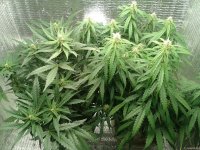 2021-04-27 17.44.23.jpg