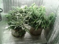 2021-04-27 17.41.19.jpg