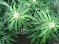 2021-04-27 17.42.15.jpg