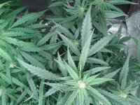 2021-04-27 17.42.43.jpg