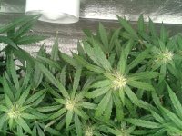 2021-04-27 17.43.27.jpg