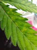 IMG_20210427_201359.jpg