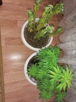 IMG_20210428_163651.jpg