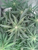 2021-04-28 17.10.44.jpg