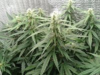 2021-04-28 17.11.23.jpg