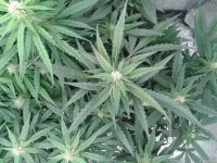 2021-04-28 17.10.01.jpg