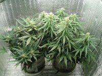 2021-04-29 14.01.08.jpg