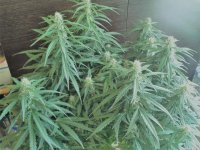 2021-04-29 13.51.111.jpg