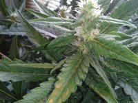 2021-04-29 14.00.14.jpg