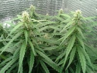 2021-04-30 01.44.22.jpg