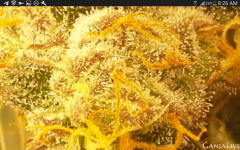 Screenshot_2021-04-30-08-27-00.png