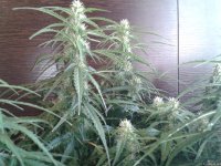 2021-04-29 13.52.18.jpg