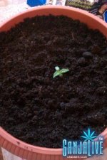 IMAG0091.jpg